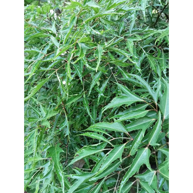 

Daun lalapan berlangkas/daun IMBA segar 250gram