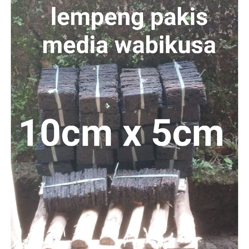 lempeng pakis media aquascape