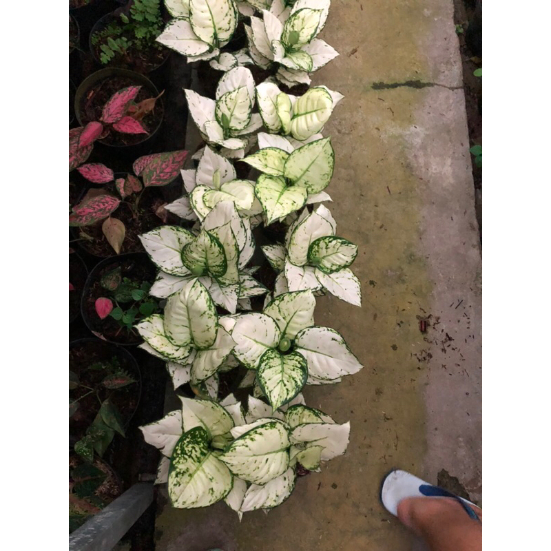 Aglaonema Super White Jumbo Lokal