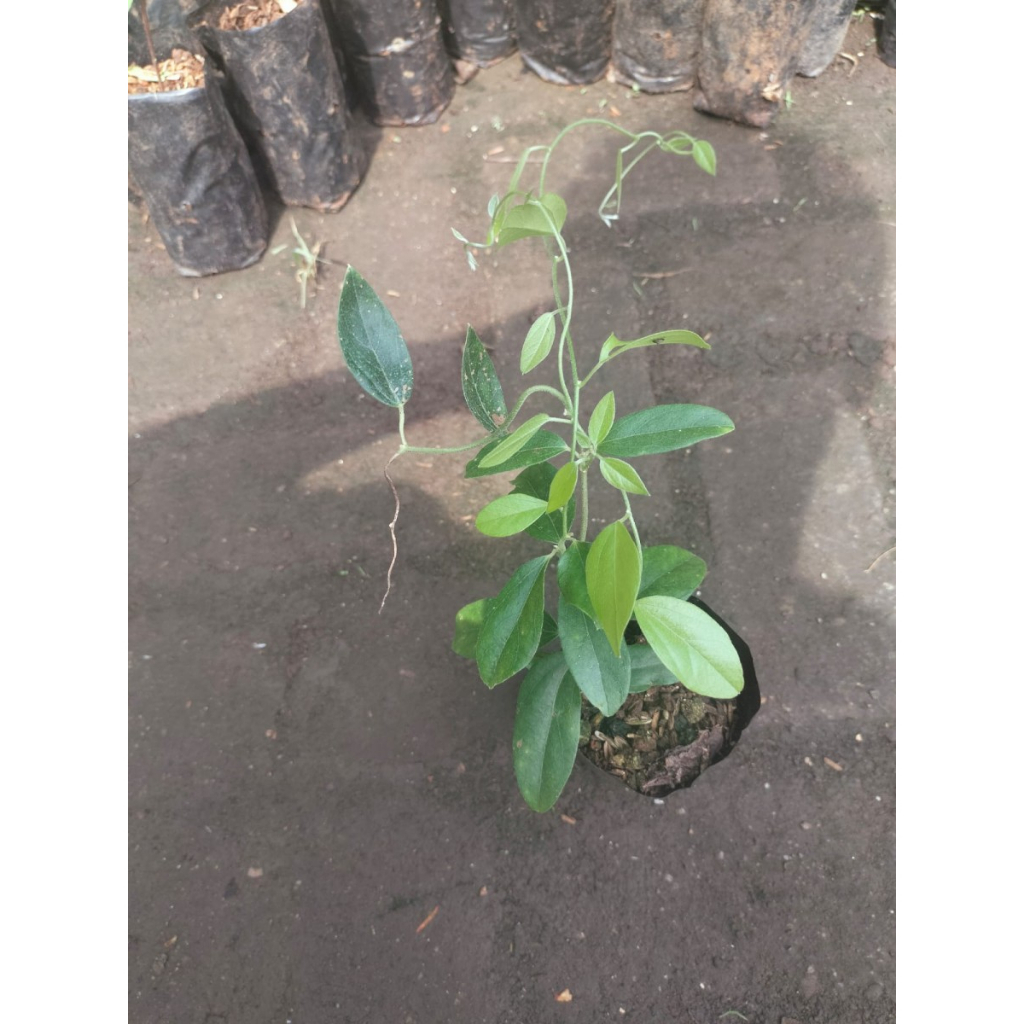 bibit cincau rambat buat jelly / Cincau jelly