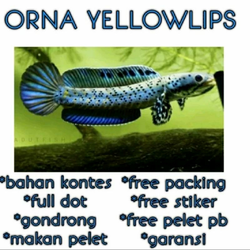 PLASTIK ORNA YL FULL DOT 5-6-7-8-9-10 PREMIUM GRADE A+ BERGARANSI