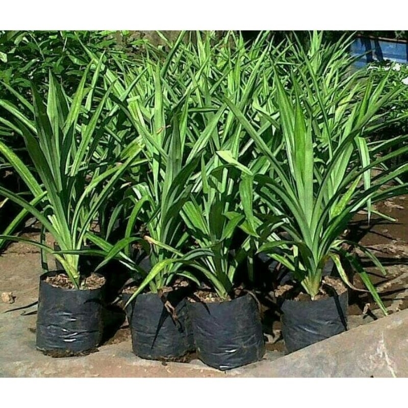 

0Tanaman Herbal Daun Pandan Wangi Untuk Kolak Dan Nasi Uduk