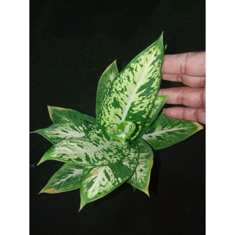 diven brazilian/diven candi