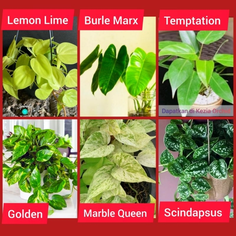FRESH CUT STEK Bibit Tanaman Hias ada akar; Philodendron Lemon Lime; Philodendron Burle Marx; Philod