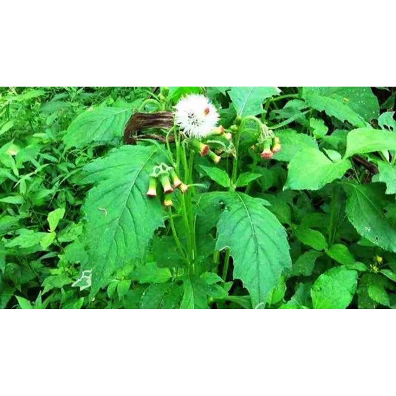 

Herbal Sintrong Segar Per 1kg