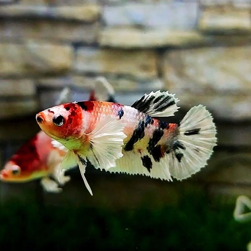 Dumbo ear betina / Plakat dumbo ear multicolor