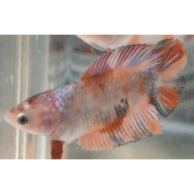 Ikan Cupang PKDT Plakat Double Tail Nemo Multy Male Anakan PKDT05