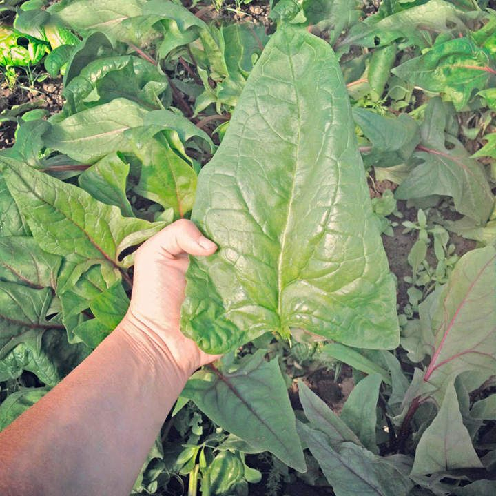 Benih Bibit Biji - Spinach Gigante d' Inverno Salad Leaves Bayam Daun Jumbo Seeds - IMPORT