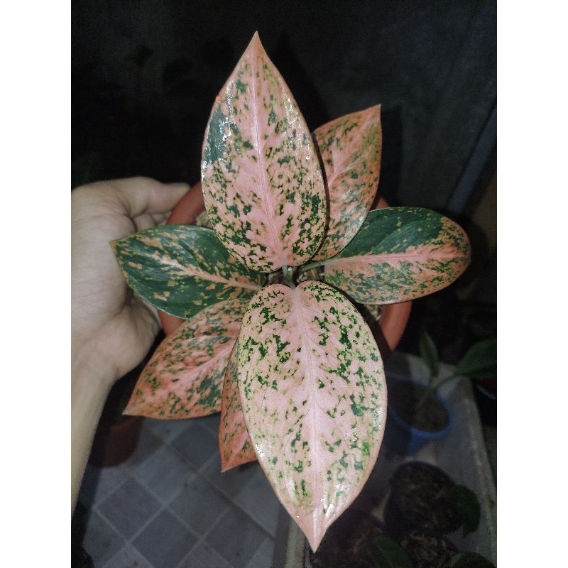 tanaman hias baby aglonema stardust orange daun 7+