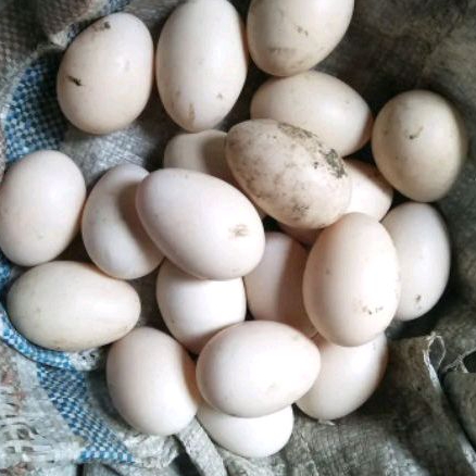 

Telur Entok (fertill)