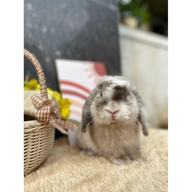 Kelinci Holland Lop Indukan Jantan Magpie Pai