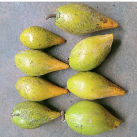 

Sawo Mentega / alkezah