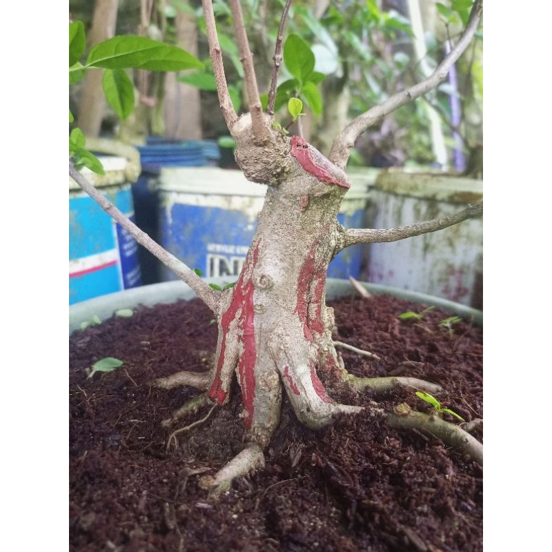 Bahan Bonsai Anting Putri Program akar