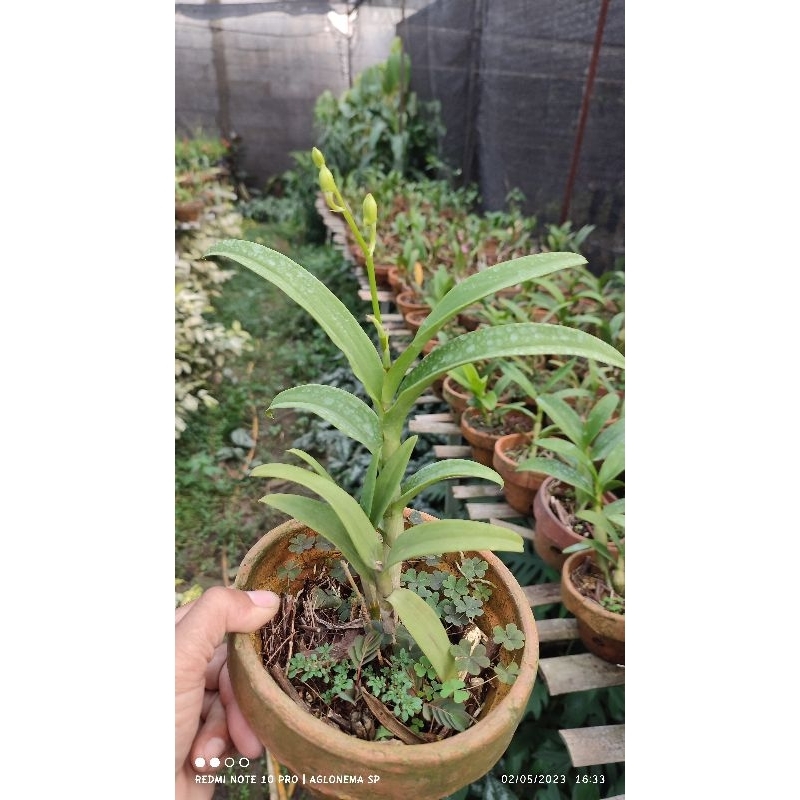 anggrek dendrobium hybrid