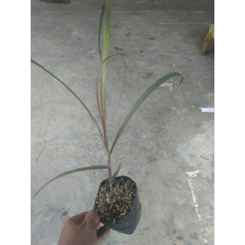 bibit tebu hitam original obat herbal