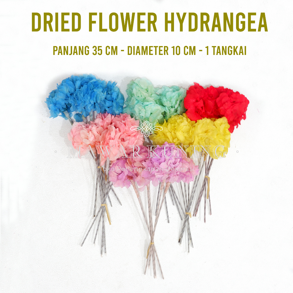 TOKOMAWARKUNING [ 1 Tangkai ] Dried Flowers Hydrangea Hortensia / Bunga Kering Hydrangea Hortensia