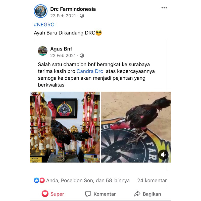 FGFG56846 TELUR AYAM MANGON FERTIL PEJANTAN JUARA NASIONAL 564568