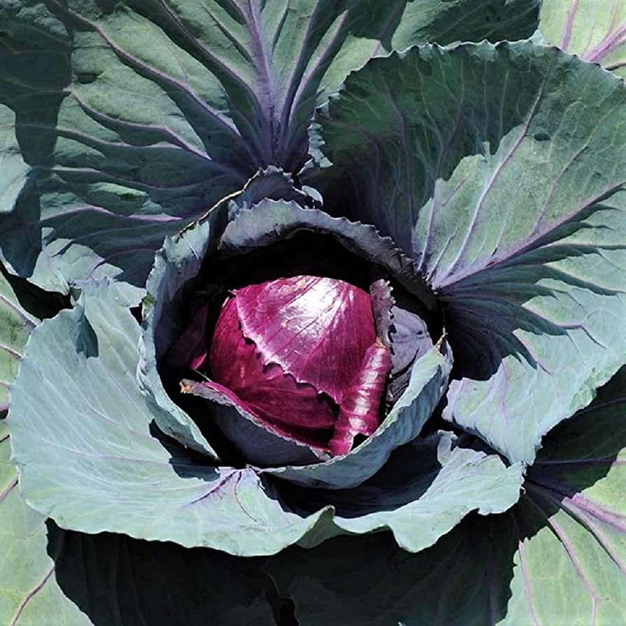 Benih Bibit Biji - Cabbage Mammoth Red Rock Kubis Merah Raksasa Seeds - IMPORT