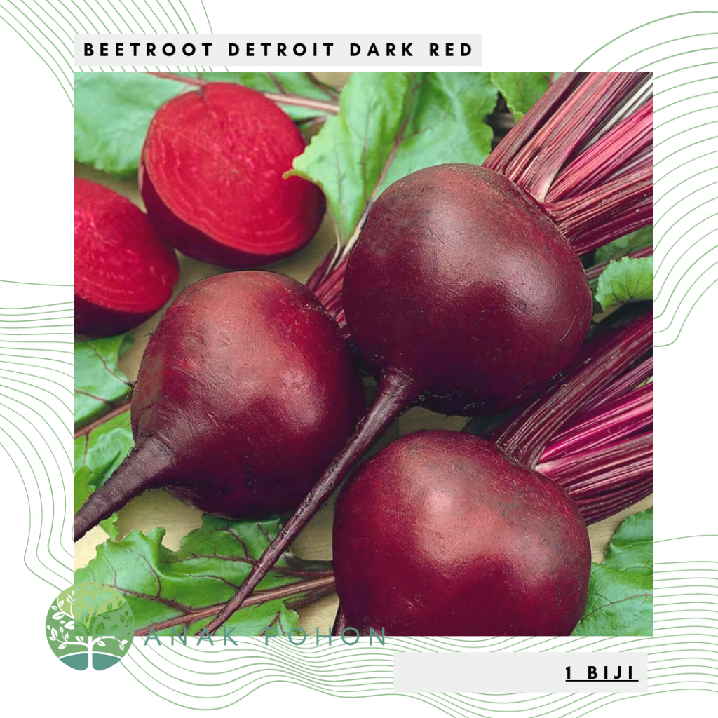 Benih Bibit Biji - Beetroot Detroit Dark Red Buah Bit Beet Merah Tua Manis Seeds - IMPORT