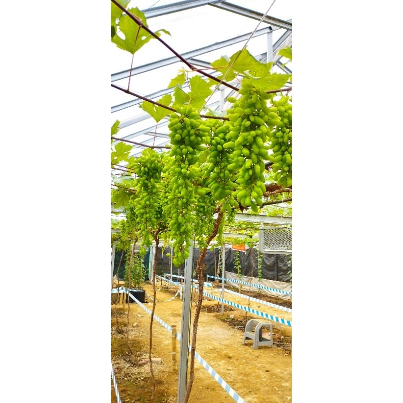 Gaardeen Pupuk Plasma - Pupuk Generatif Anggur/Pelebat Pohon Anggur