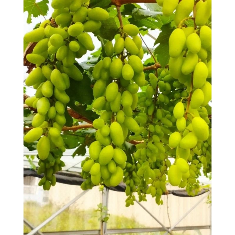 RB Pupuk Plasma - Pupuk Generatif Anggur/Pelebat Pohon Anggur