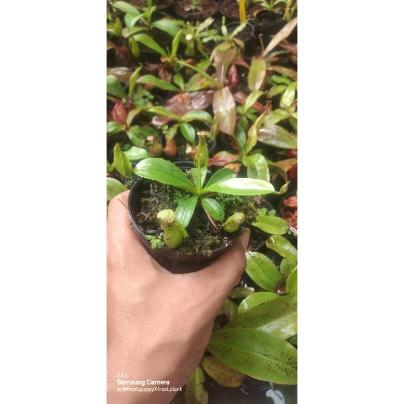 nepenthes hybrid N. (Globosa x rafflesiana) [boschiana (adrianii x clipeata)]
