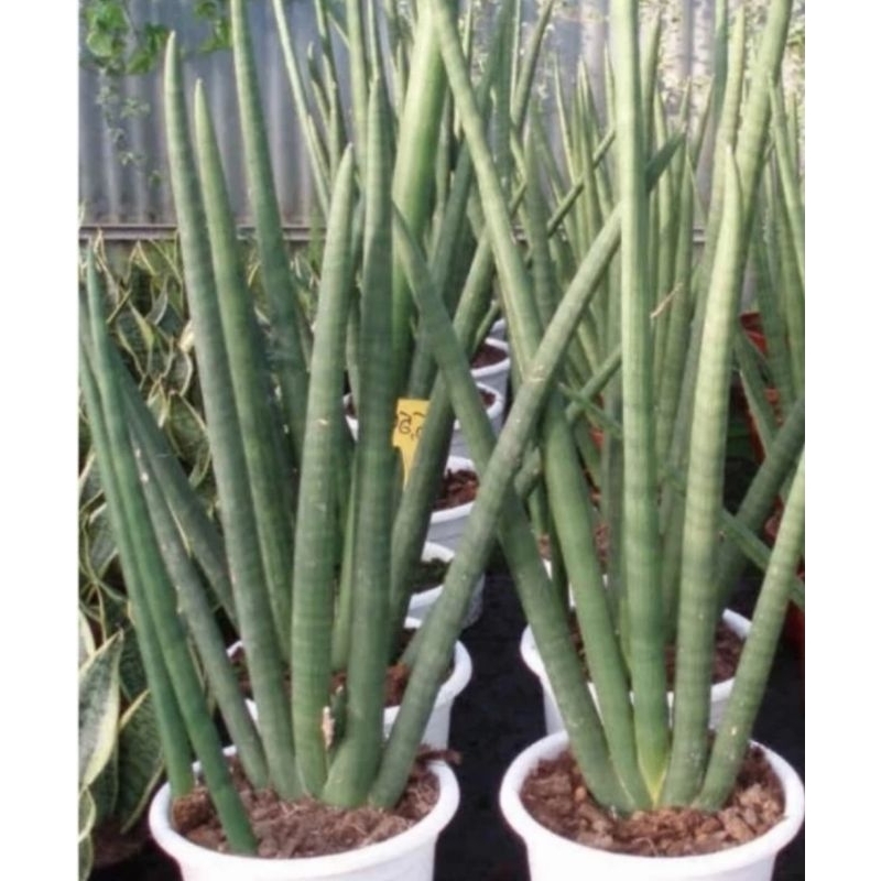 Tanaman Hias Sanseviera Boncel Silindrica Lidah Mertua Silinder