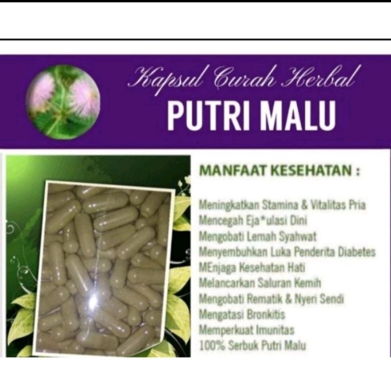 kapsul putri malu