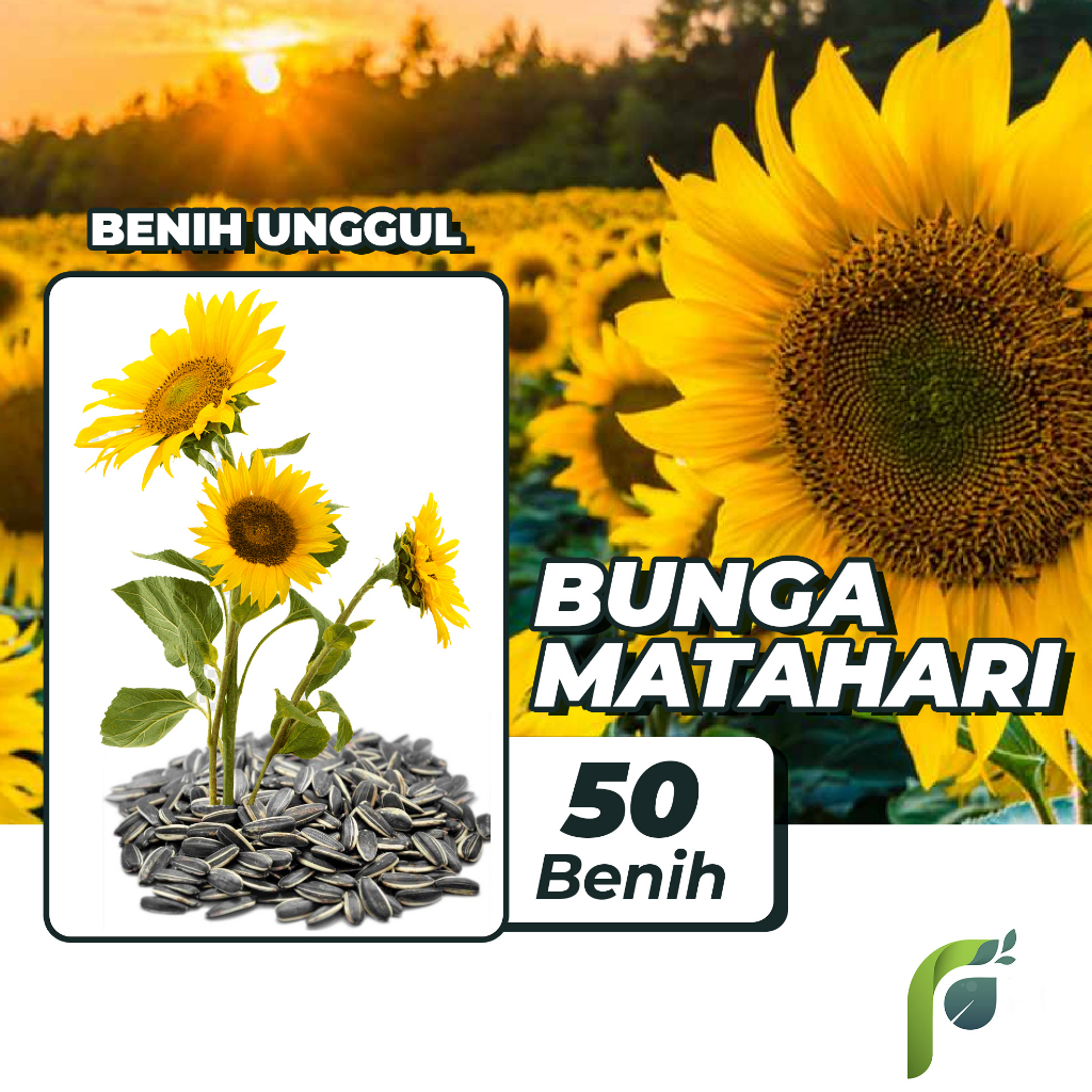 Benih Bibit Big Sunflower 50 Benih Dua Ribuan PG KDR