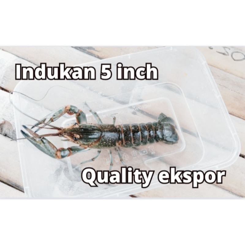 Lobster air tawar indukan