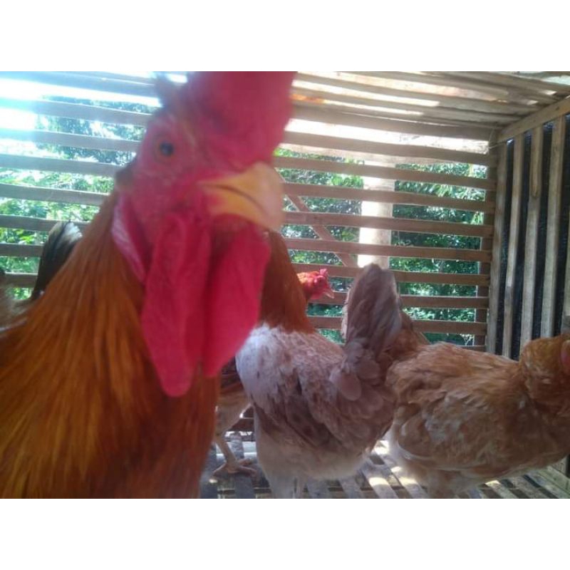 TELUR AYAM ELBA FERTIL BISA DITETASKAN