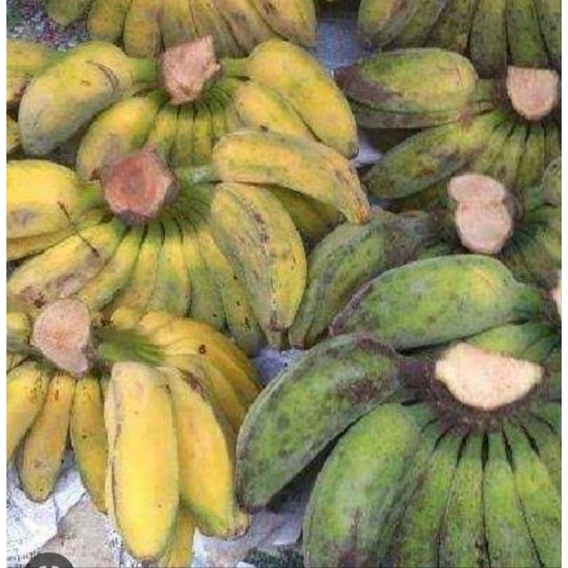 pisang kepok putih