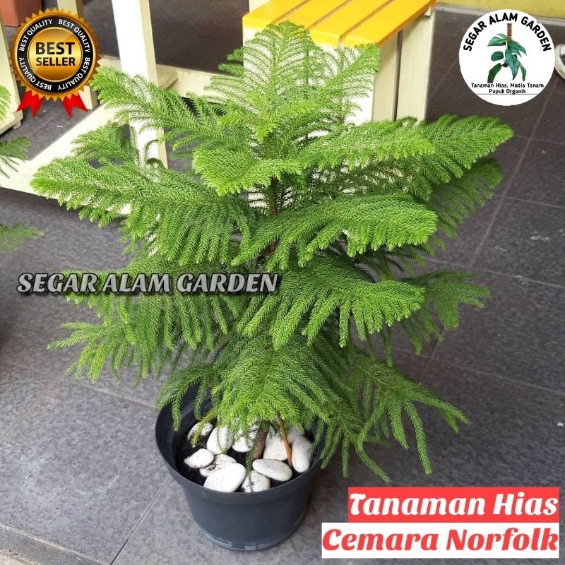 Tanaman Hias Cemara Norfolk - Pohon Cemara Norfolk
