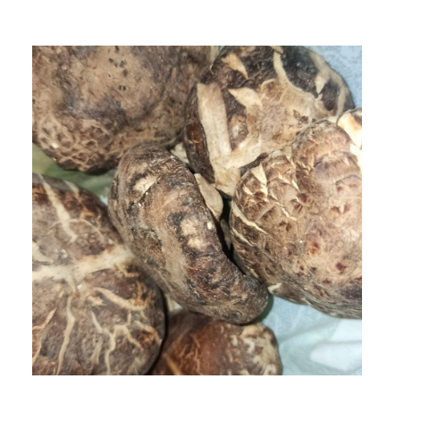 

Jamur Hioko J A J - 100GR