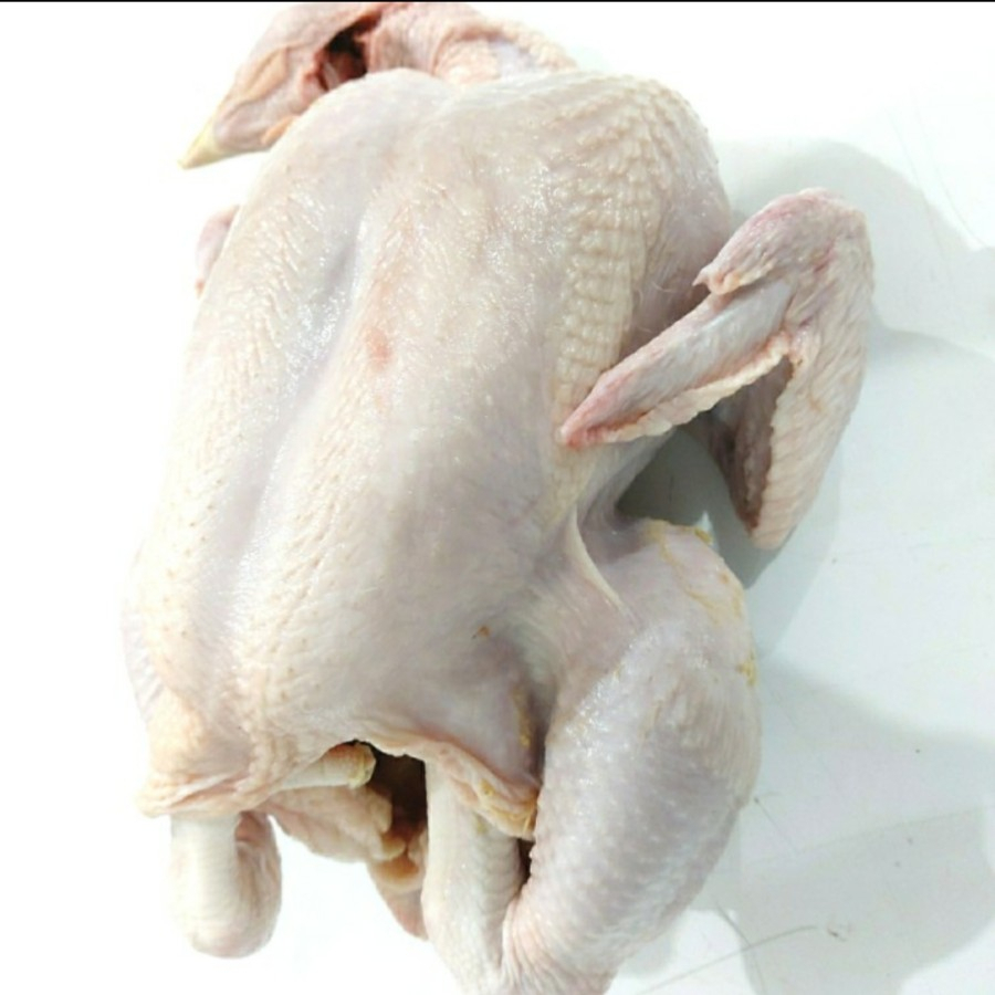 Ayam Ekoran Utuh 1,5kg