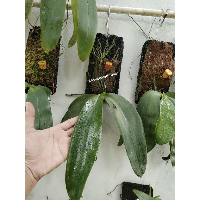 Anggrek Phalaenopsis Bellina