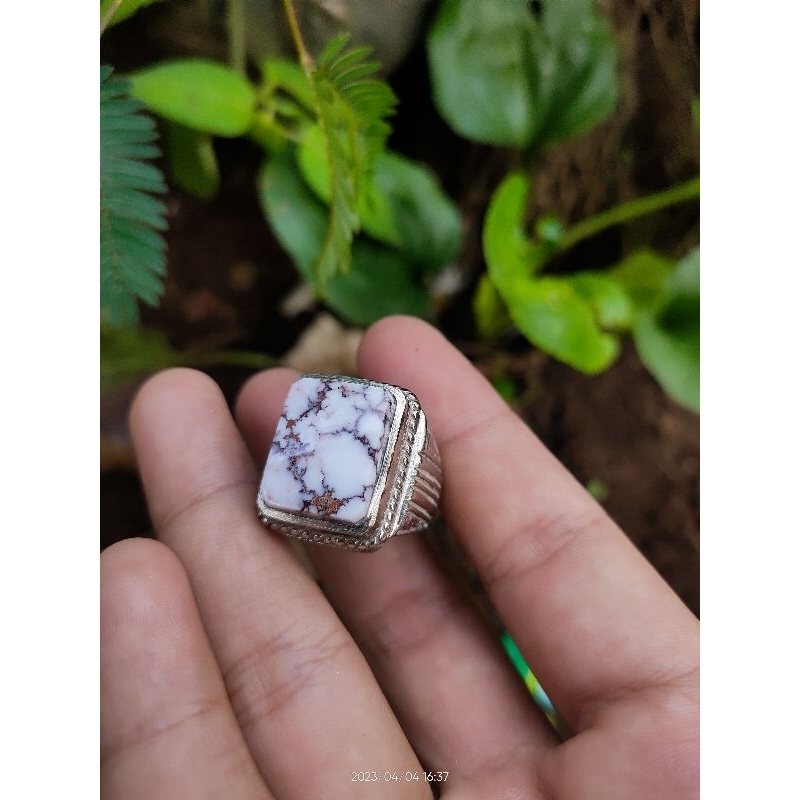 pirus putih urat merah kotak