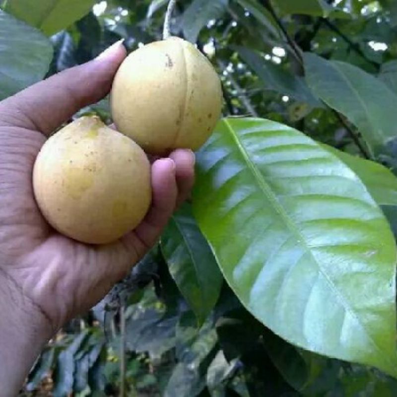 

buah pala seger 1 kg