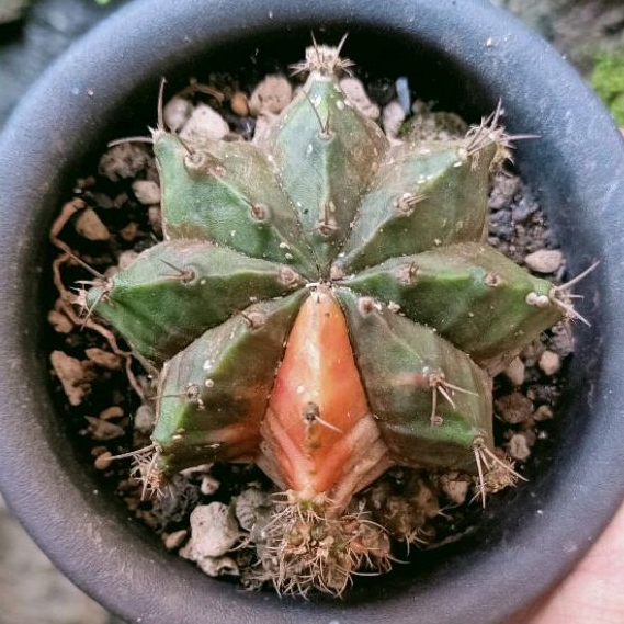 Tanaman Kaktus Indukan Gymnocalycium Mihanovichii Variegata Ownroot