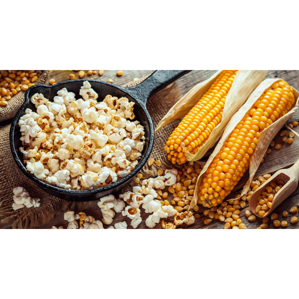 Benih Bibit Biji - Jagung Popcorn SUPER QUALITY Zea mays Seeds - IMPORT