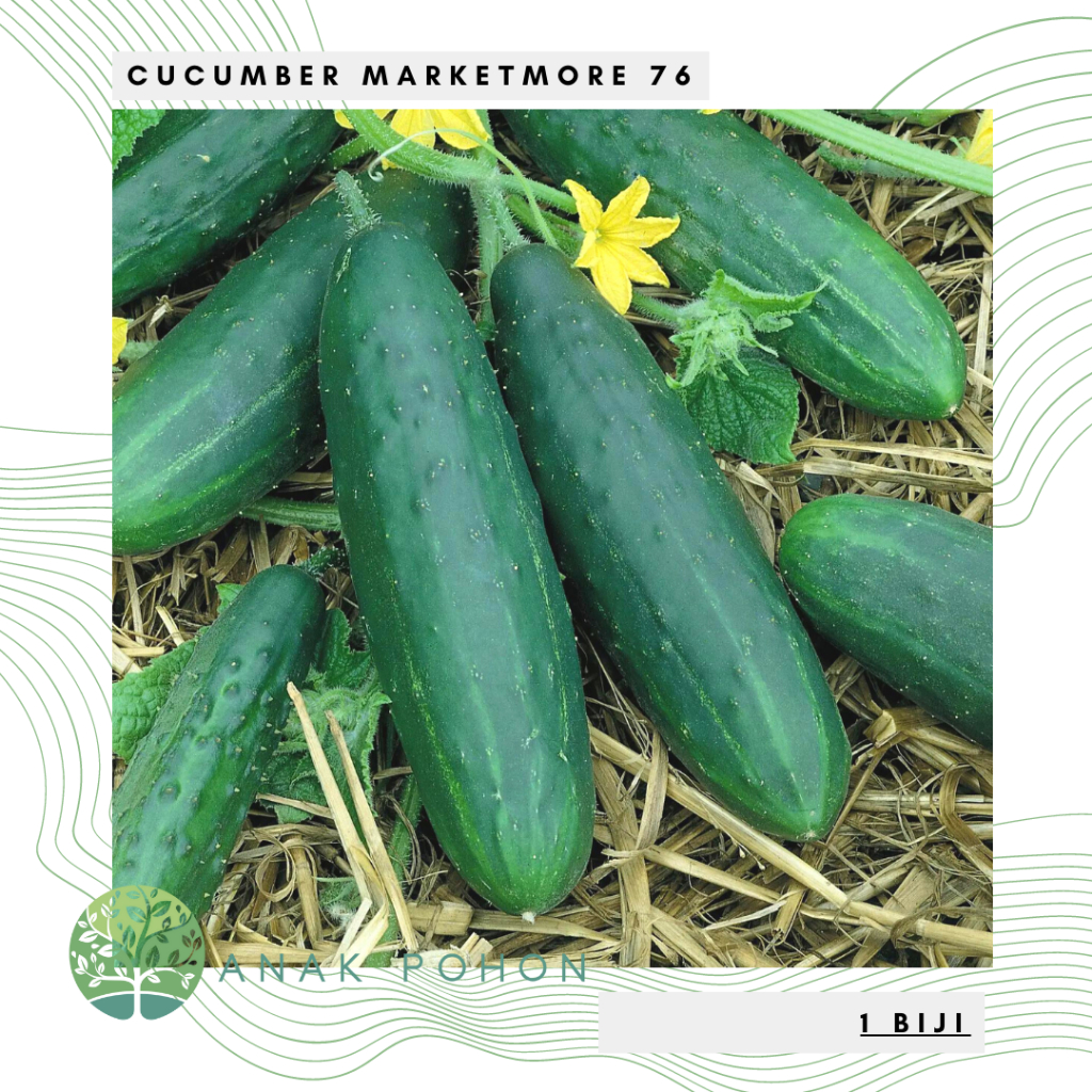 Benih Bibit Biji - Cucumber Marketmore 76 Mentimun Seeds - IMPORT