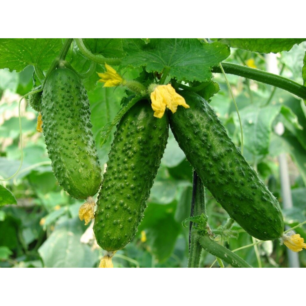 Benih Bibit Biji - Cucumber Gherkin Anulka F1 Mentimun Hibrida Seeds - IMPORT