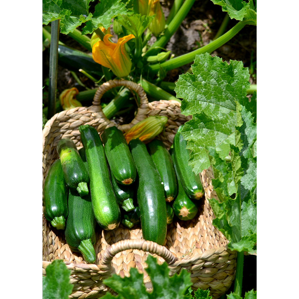 Benih Bibit Biji - Courgette Black Beauty Zucchini Zukini Seeds - IMPORT