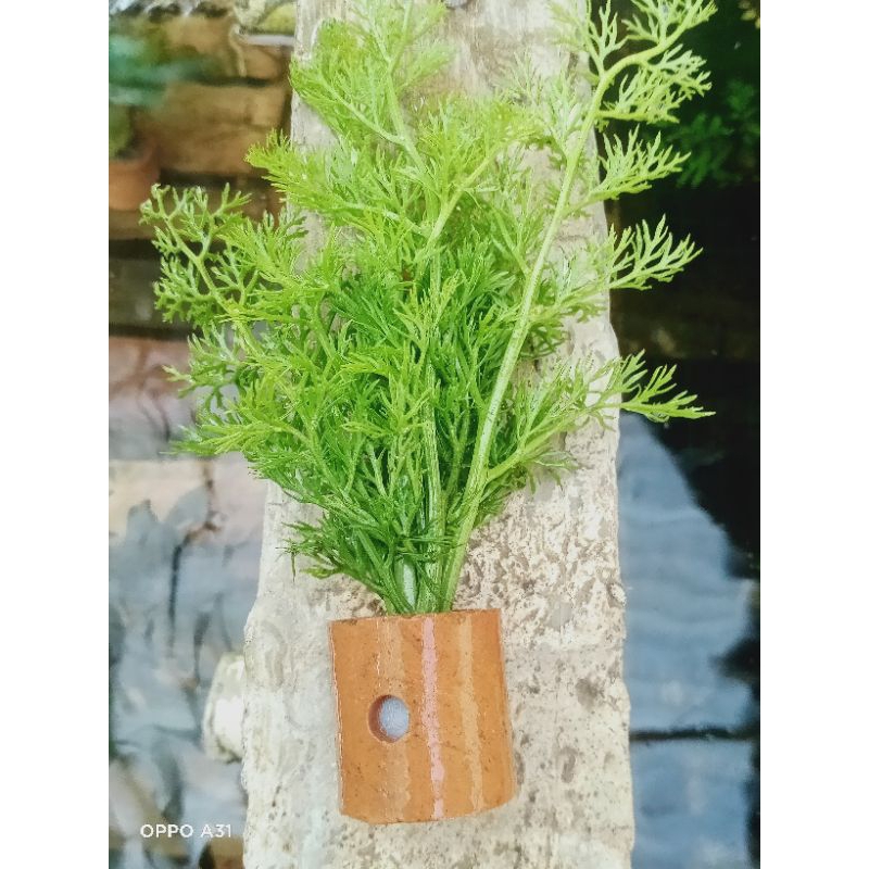 tanaman aquascape pakis air media pot tanah liat