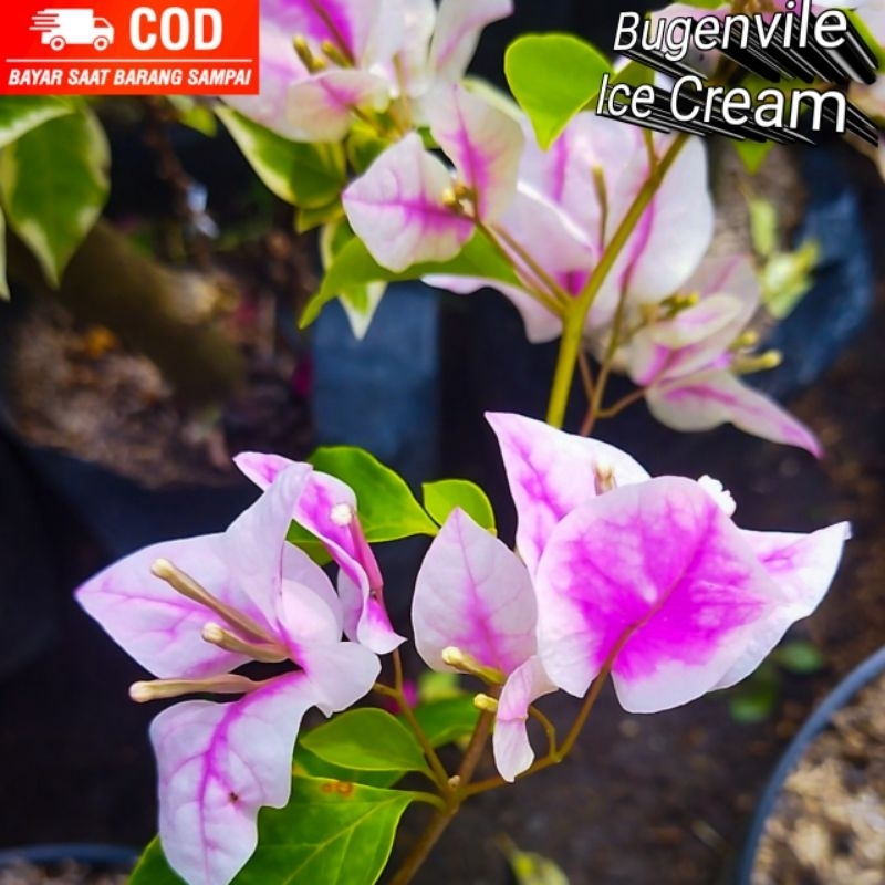 Bugenvil ORI Ice Cream Sakura/ Bugenvil Premium/ Bugenvile/ Bougenvile/ Tanaman Hias/ Bunga Kertas/ 
