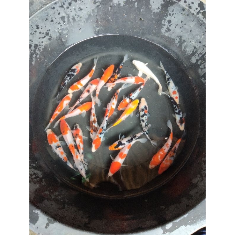 IKAN KOI ANEKA JENIS/KOHAKU/SANKE/SHOWA/UTSURI/KUMPAY/SLAYER/DLL (GARANSI KEMATIAN).