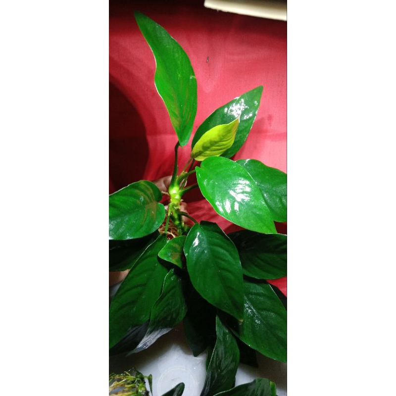 Anubias nana ukuran L