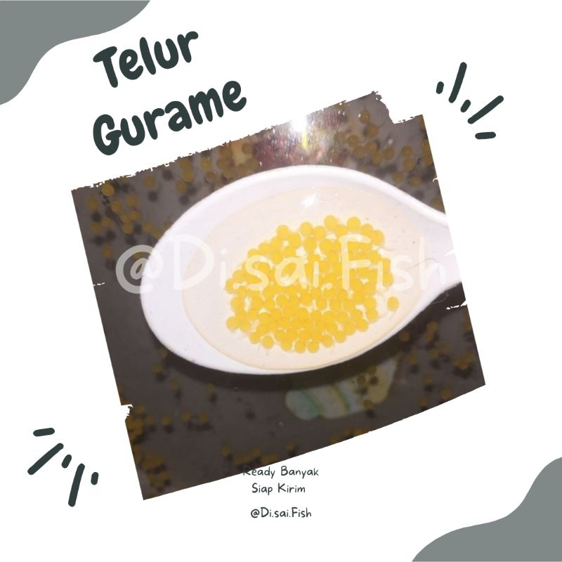 

Telur Gurame Padang | Gurame padang | Bibit Gurame padang