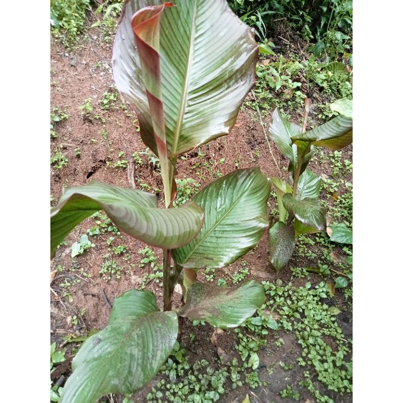 

Bibit umbi ganyong merah
