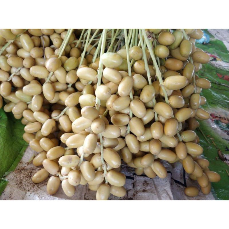 

KURMA MUDA kering free BUAH Zuriat 1pcs 500 gram(PROMIL)